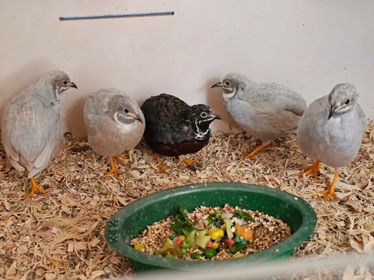 King Quail Males