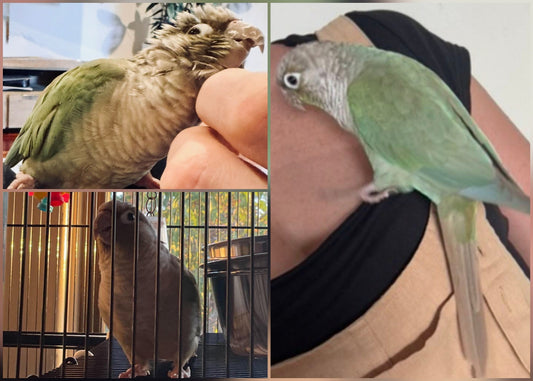 (HOMED💖) Female Cinnamon Turquoise Green Cheek Conure