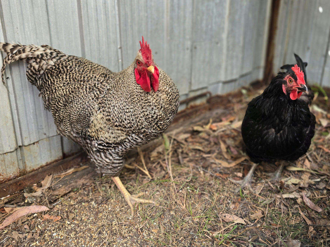 Australorp Hen & Barred Plymouth Rock Rooster Pair