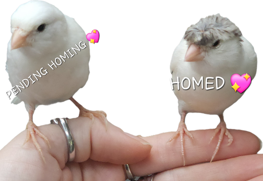 2 Border Fancy Canaries