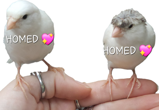 (HOMED💖)2 Border Fancy Canaries