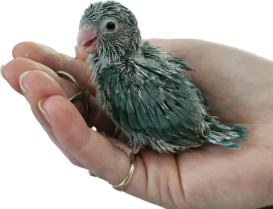Blue Female Parrotlet