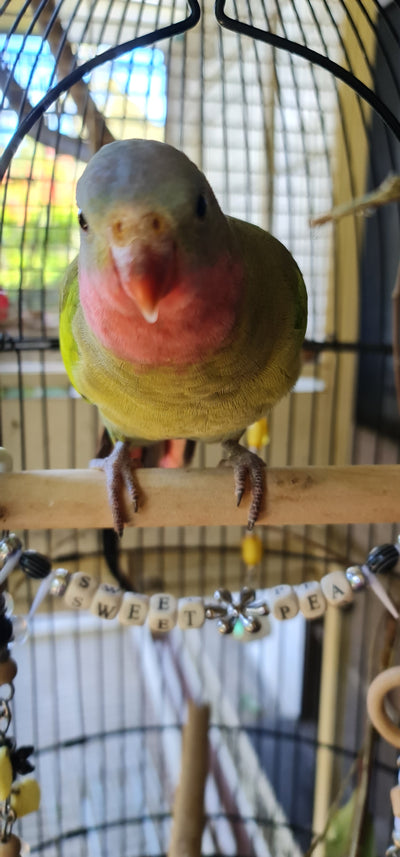 Swings/Perches/Ladders/Equipment