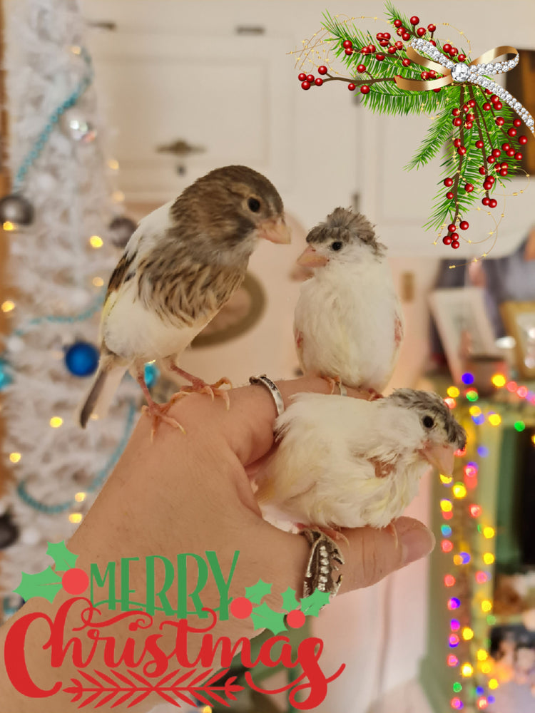 Christmas Themed Bird Toys