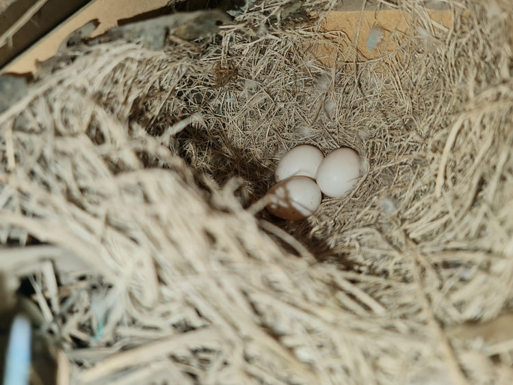 Nest Boxes