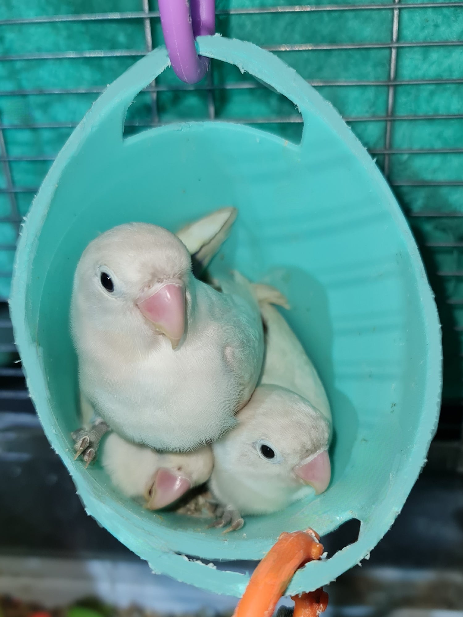 Hanging Bowls/Buckets/Baskets