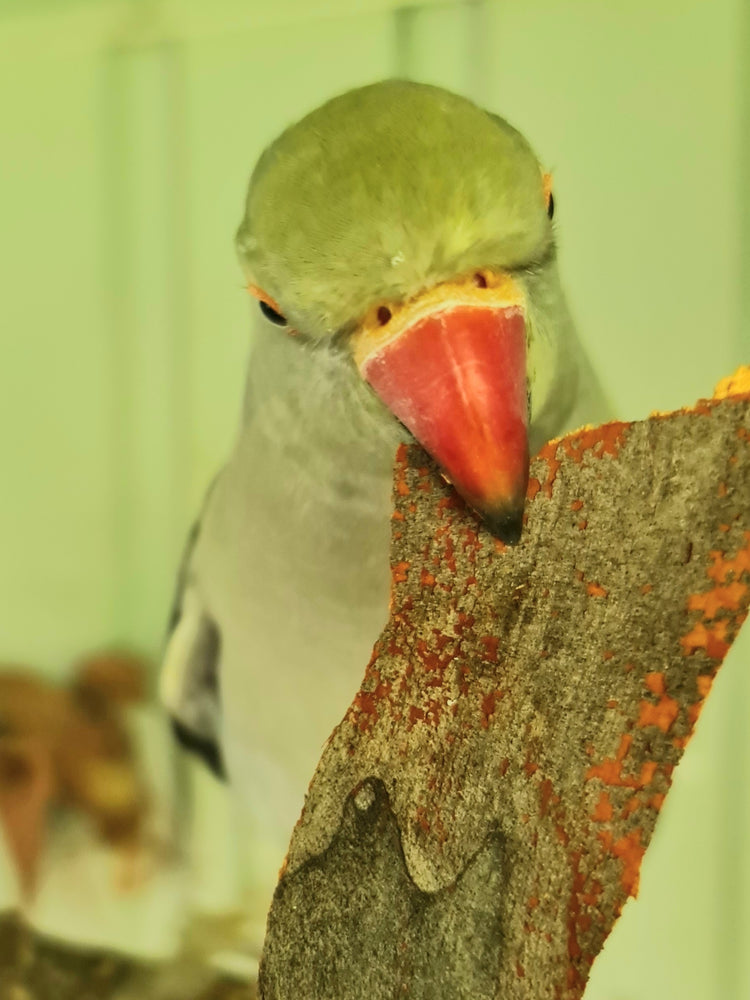 Birdie Munchies Shreddable Enrichment, Treats & Snacks