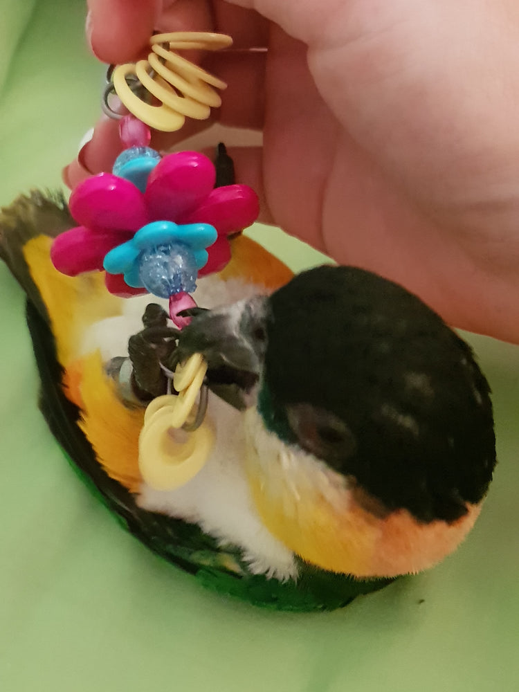 Birdie Foot Toys