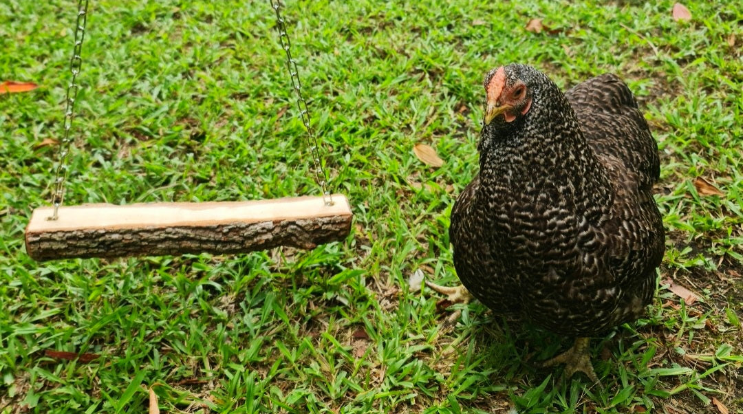 Chicken Toys & Swings