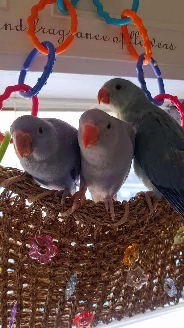 Assorted Hanging Bird Toys