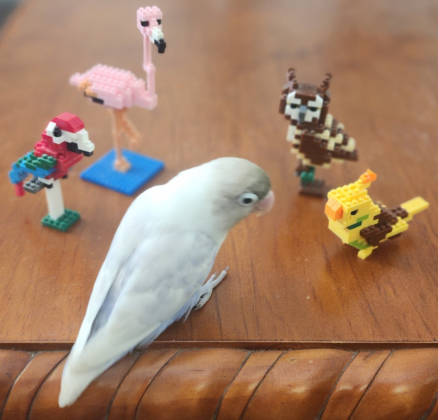 Tiny Birdie Building Blocks