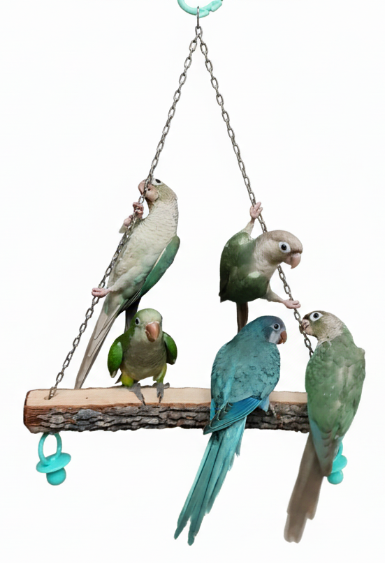 The 'Friendship' Swing