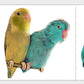 Cute Artsy Birdie Stickers