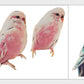 Cute Artsy Birdie Stickers