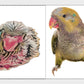 Cute Artsy Birdie Stickers