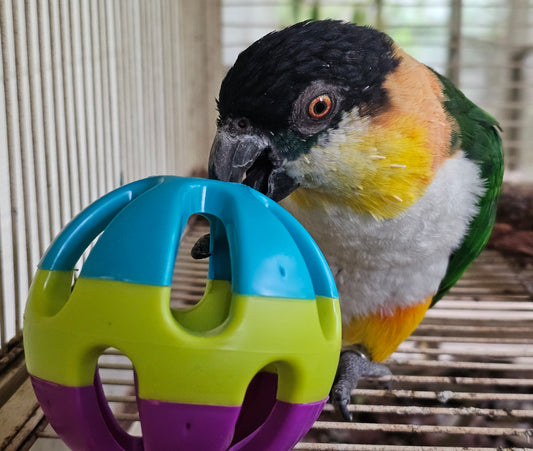 Large Bell Ball Foot Toy