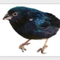 Cute Artsy Birdie Stickers