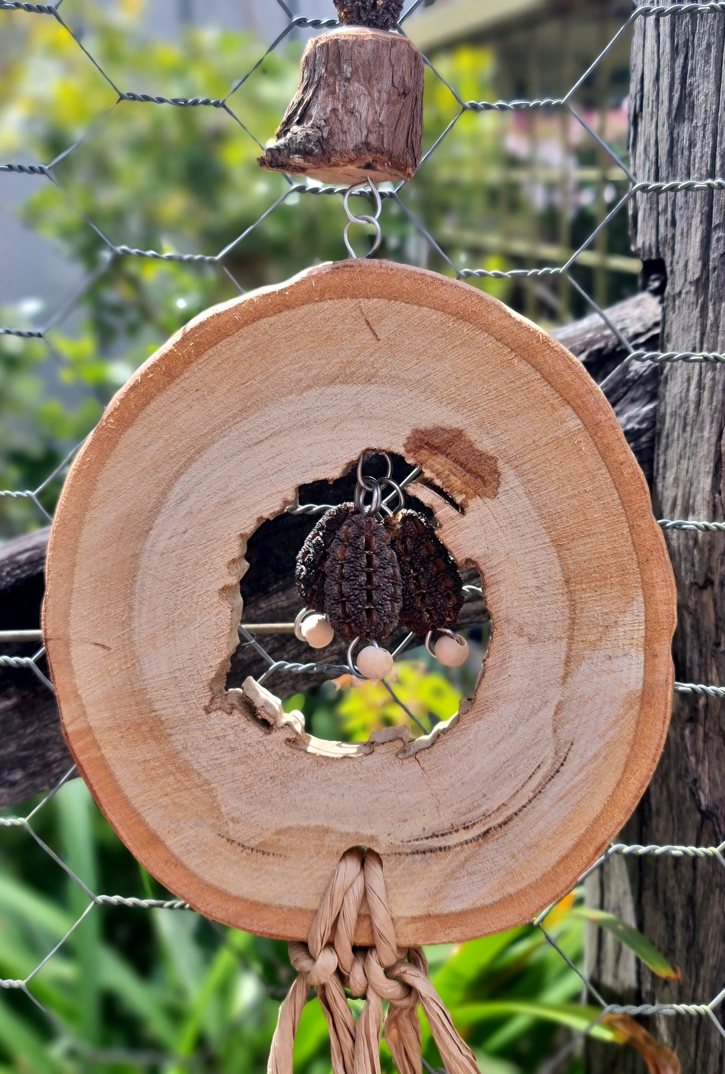 Spotted Gum Candy Ring Casuarina Nut Paper Forest Shreddable Toy