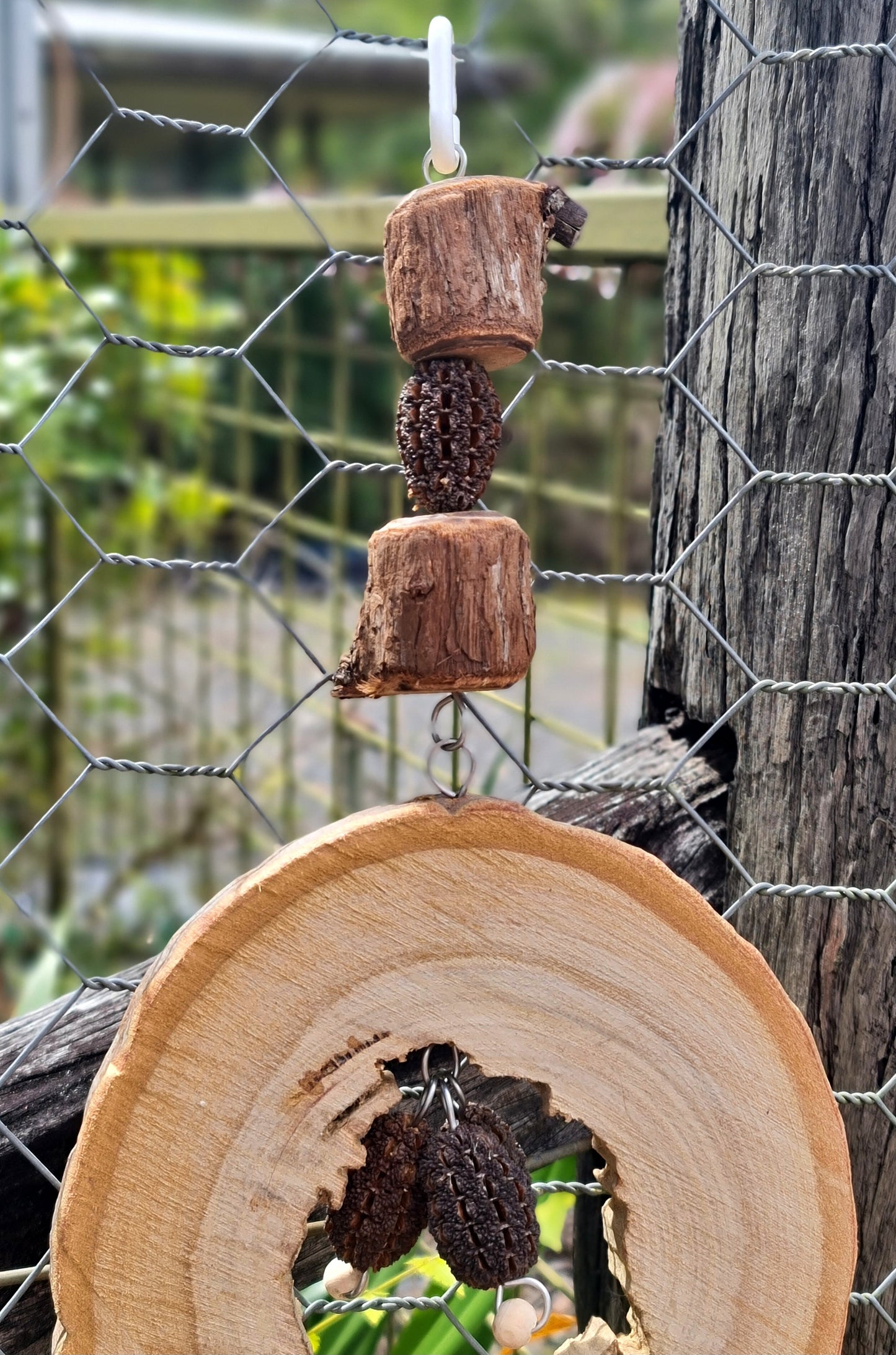 Spotted Gum Candy Ring Casuarina Nut Paper Forest Shreddable Toy