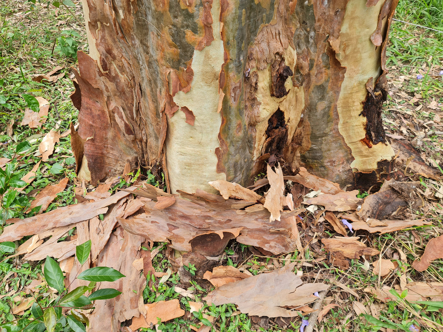 Spotted Gum Birdie Bark Chips