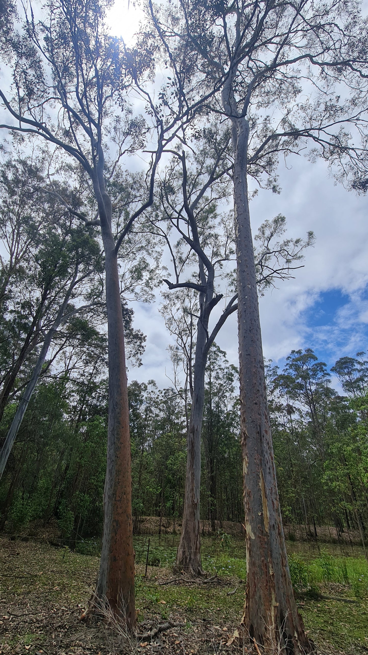 Spotted Gum Birdie Bark Chips