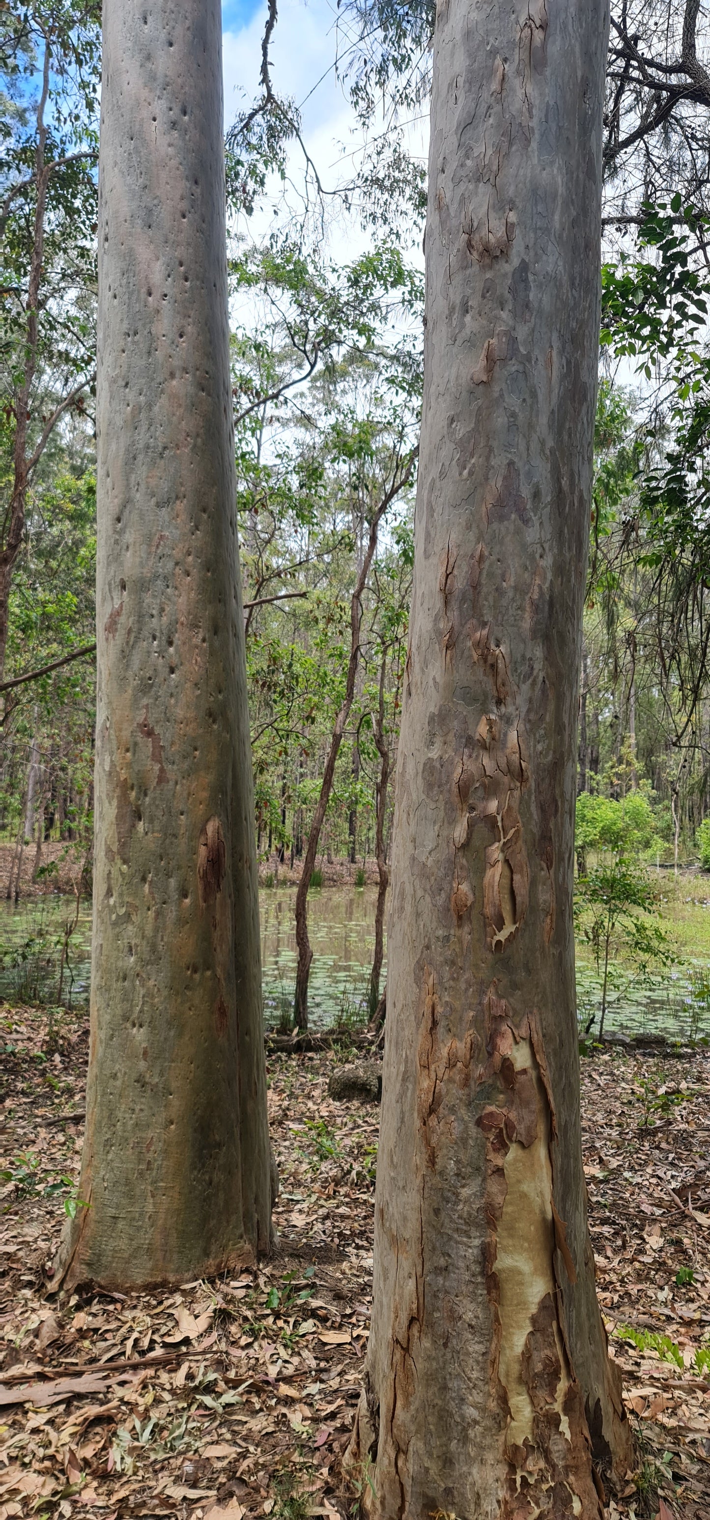 Spotted Gum Birdie Bark Chips