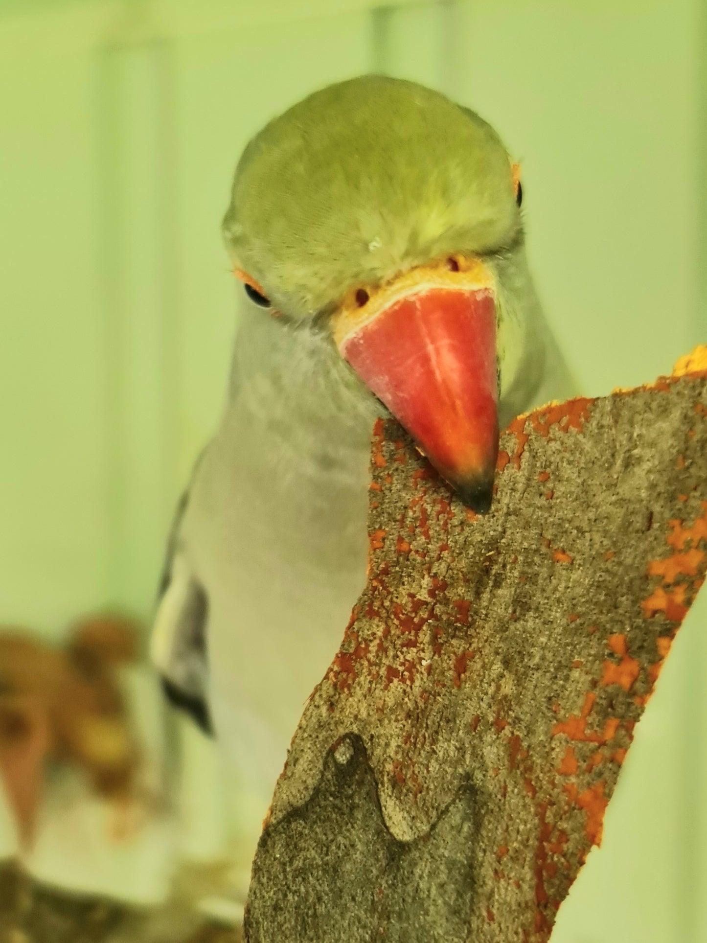 Spotted Gum Birdie Bark Chips