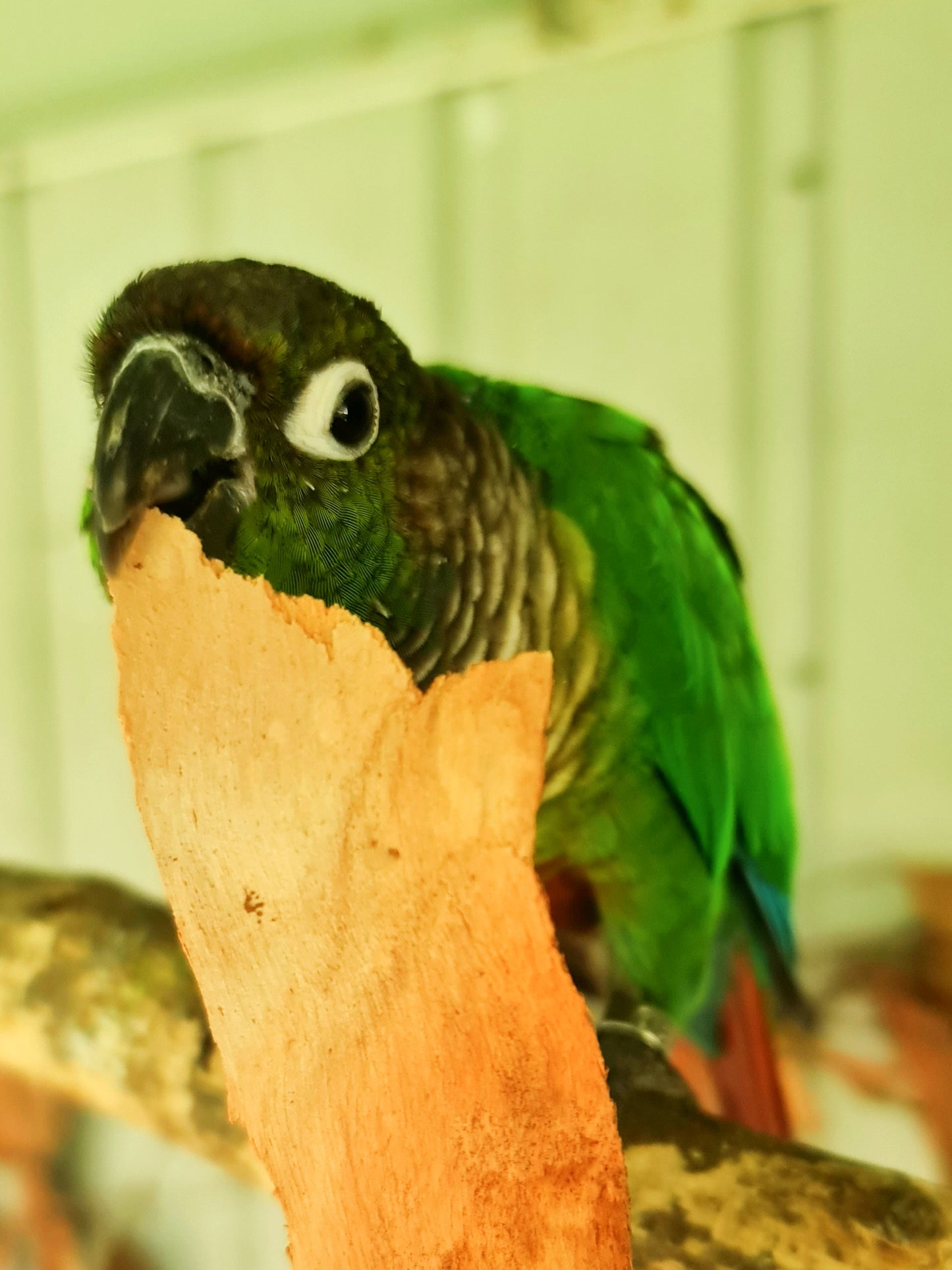 Spotted Gum Birdie Bark Chips