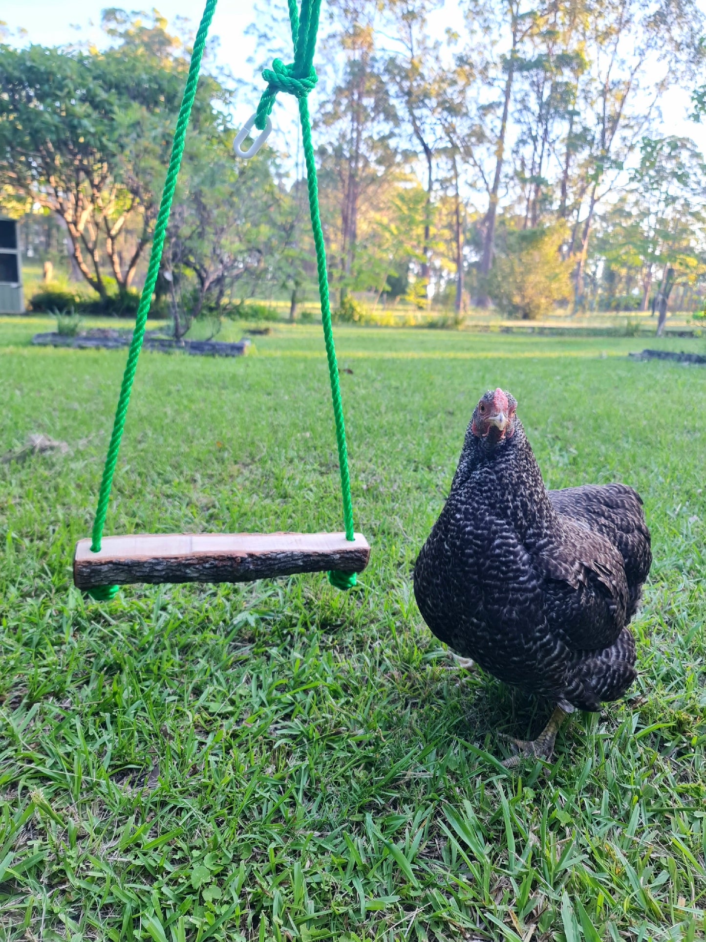 Large Green Rope Casuarina Chicken Swing