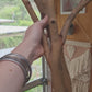 Spotted Gum Fork & Single Perch 45cm x 2/2.5/3cm Bolt On Perches