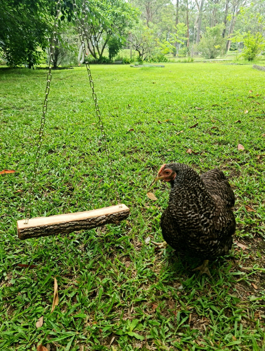 Large Chain Casuarina Chicken Swing